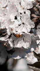 Cherry blossoms in the sun in San Fernando, CHL
