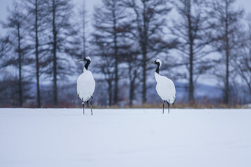 2羽の丹頂鶴のカップルがこれから羽ばたく確認をしあう瞬間