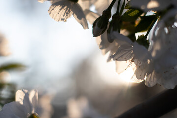 Cherry blossoms in the sun in San Fernando, CHL