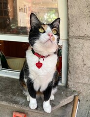 Gato 