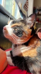 Gato tomando el sol