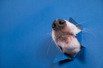 Jack Russell Terrier dog nose sticking out of torn paper blue background. 