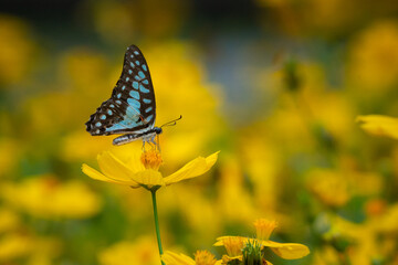 common jay butterfly Graphium doson feeding on sulphur cosmos flower nectar in flower garden, natural bokeh background