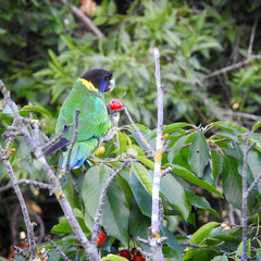 Australian Ringneck.Hester Brook.