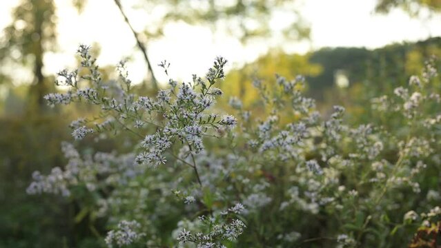 Blooming wild aster flowers growing in a bush in a meadow on a sunny late summer day at Blackwell Forest Preserve in Illinois in 4k video