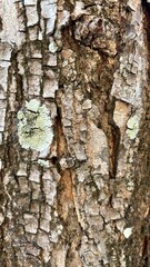 Obraz premium bark of a tree