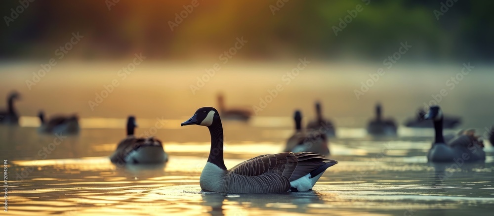 Poster Mesmerizing Sight of Canadian Goose Groups Gracefully Swimming in the Serene Lake