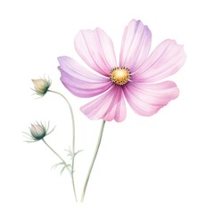 A watercolor painting showcasing the delicate beauty of a pink flower against a white background.