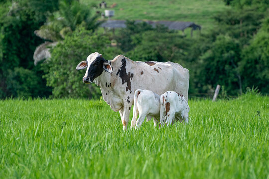 Vaca amamentando bezerros g&ecirc;meos.