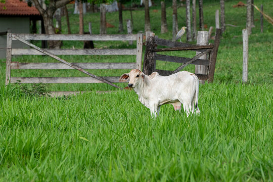 Bezerro no pasto