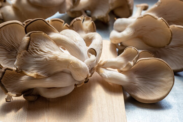 Oyster mushrooms, peeled and chopped by hand. Pleurotus ostreatus. Oyster mushrooms for cooking mushroom soup