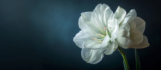 Stunning White Flower Blooms Against Dark Background - A Captivating Image of White Flower Against a Luxurious Dark Background