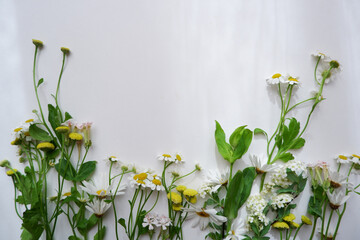 Botanical background. Green leaves and small flower composition on white background. Green and...