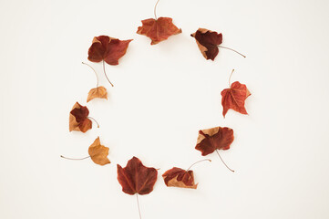 Circle shape made of fall maple leaves isolated on white background with copy space