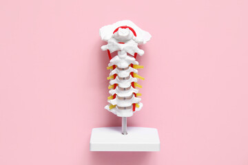 Spine model on pink background