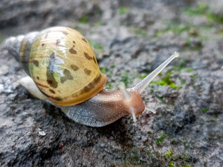 Big Roman snail (Helix pomatia) walking over concrete ground covered in moss, close-up, macro shot