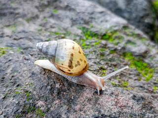 Big Roman snail (Helix pomatia) walking over concrete ground covered in moss, close-up, macro shot