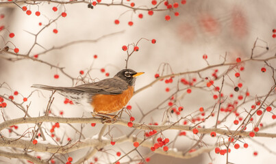 American Robin perched on tree branch eating red berries in winter.