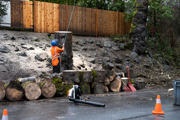 Safety worker holding a rope and watching a professional tree cutter cut branches off a cottonwood, tree stump, sawdust, tree rounds, leaf blower and rake and shovel for clean up
 - obrazy, fototapety, plakaty