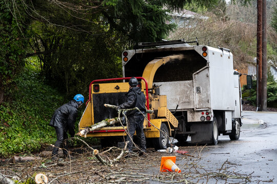 Tree branches feeding into a commercial shredder and sending wood chips into a work truck, residential tree removal
