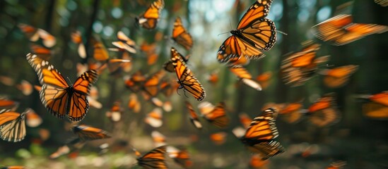 Mesmerizing Monarch Butterflies (Danaus, plexippus): A Spectacular Display of Monarch Butterflies (Danaus, plexippus) in Motion