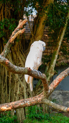 White cockatoo in the park. The white cockatoo parrot (Cacatua alba) perches on a tree branch at a...