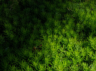 Full screen green succulent plants