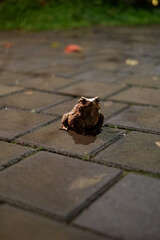 A selective focus of toad on the road with a blurred background