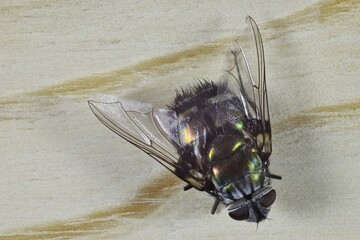 Close-up of Rutilia Fly (Tachinidae), South Australia