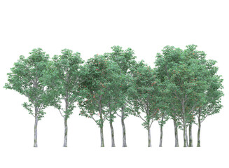 Various types of tree branch plants bushes shrub and and small plants isolated on white background	
