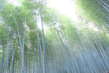 Arashiyama Bamboo Forest Kyoto Japan