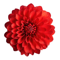 Red color dahlia flower isolated on transparent white background, 