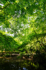 Obraz premium 新緑の頃の圓光寺の境内風景