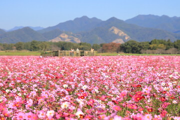 コスモス畑と山の見える風景