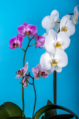 Obraz premium Delicate orchids flower head on blue background.