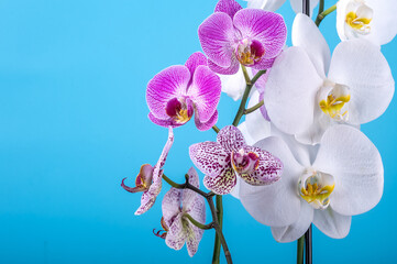 Delicate orchids flower head on blue background.