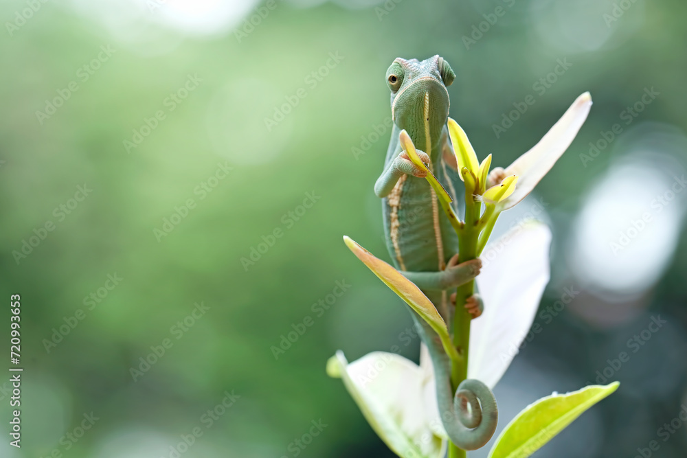 Wall mural Baby veiled chameleon on branch, Baby veiled chameleon closeup on green leaves