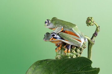 Tree frog on leaf, Gliding frog (Rhacophorus reinwardtii) sitting on leaves, Javan tree frog on...