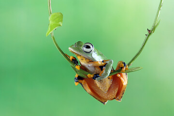 Tree frog on leaf, Gliding frog (Rhacophorus reinwardtii) sitting on leaves, Javan tree frog on branch, Indonesian tree frog