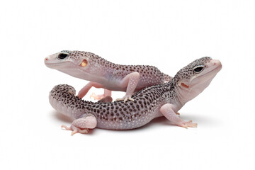 a pair of eublepharis macularius pied closeup on isolated background