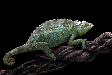 Female Jackson Chameleon walking on branch with isolated background, Female Jackson Chameleon on branch 