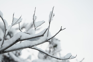 枝に積もる雪の風景