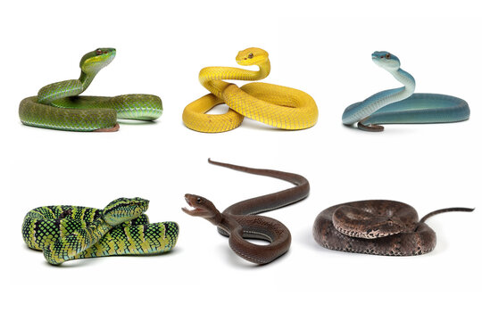 Indonesian pit viper group on isolated background, Indonesin pit vipet snakes, Group of Indonesian venomous snake, Pit Viper snake clooseup