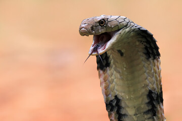 Closeup head of king cobra snake, closeup head king cobra with natural background
