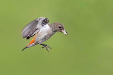 Kemade bird (Dicaeum trochileum) feed their young, scarlet-headed flowerpecker (Dicaeum trochileum) flying feed their young