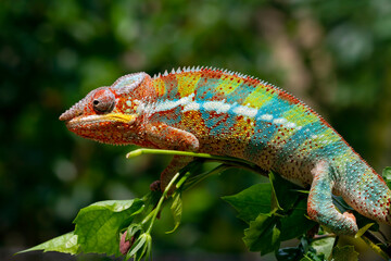 Beautiful of panther chameleon on wood, The panther chameleon on tree, Panther chameleon closeup with natural background