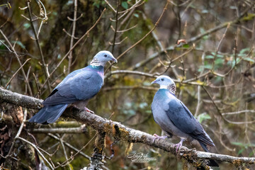 Ashy Wood-Pigeon

POWERED BY MERLIN
 Listen
More audio recordings
Generally uncommon barrel-chested forest pigeon with dark gray upperparts and pale underparts. Checkerboard-style neck collar comprise