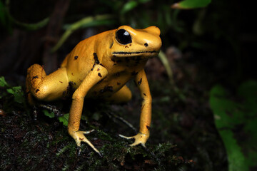 Phyllobates terribilis 