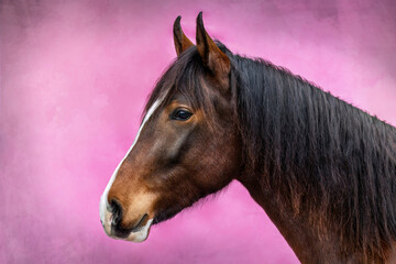 Head portrait of a horse on colorful studio background