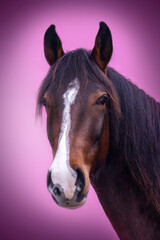 Head portrait of a horse on colorful studio background